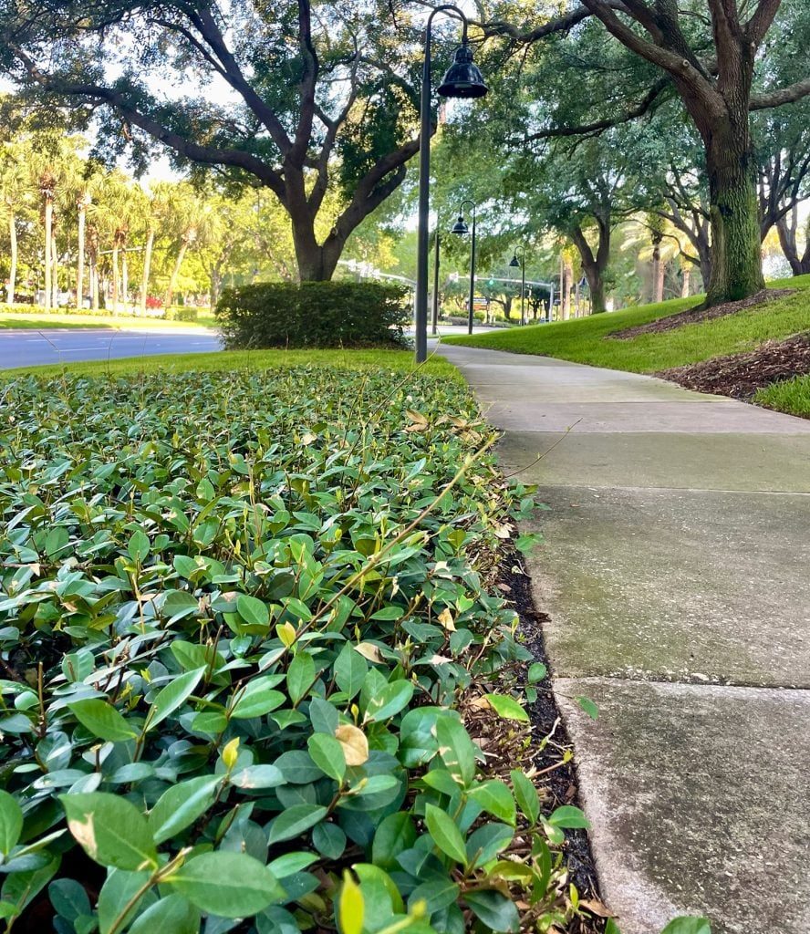 Star Jasmine As Ground Cover Next To Sidewalk