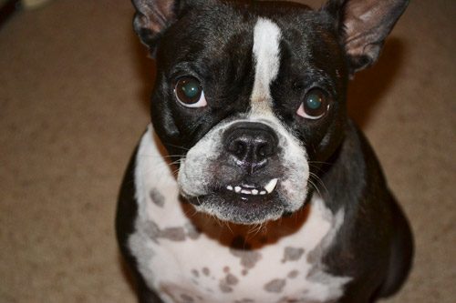 Fab Freebie: Portrait Of A Fido: a house log