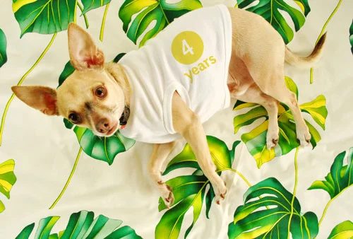 Blogiversary III: Young Puppy Enjoy