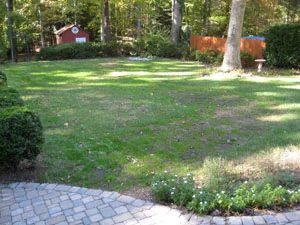 Growing Some Grass In The Backyard: a house log