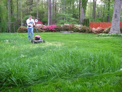 Grow Lush Grass By Overseeding, step by step