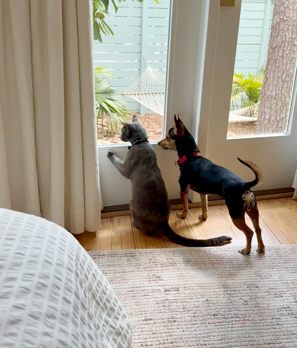 Cat And Dog Looking Out Window Together