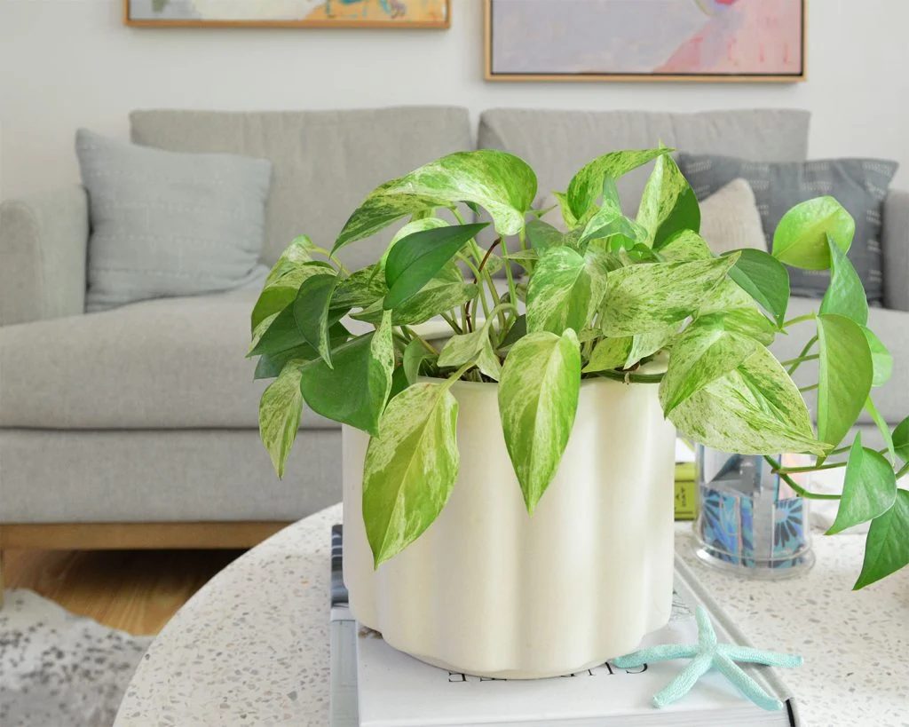 Marble Queen Pothos Potted On Coffee Table