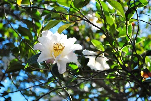 Spring Flowers Are Blooming: a house log