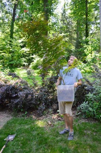 Digging Up & Moving A Japanese Maple