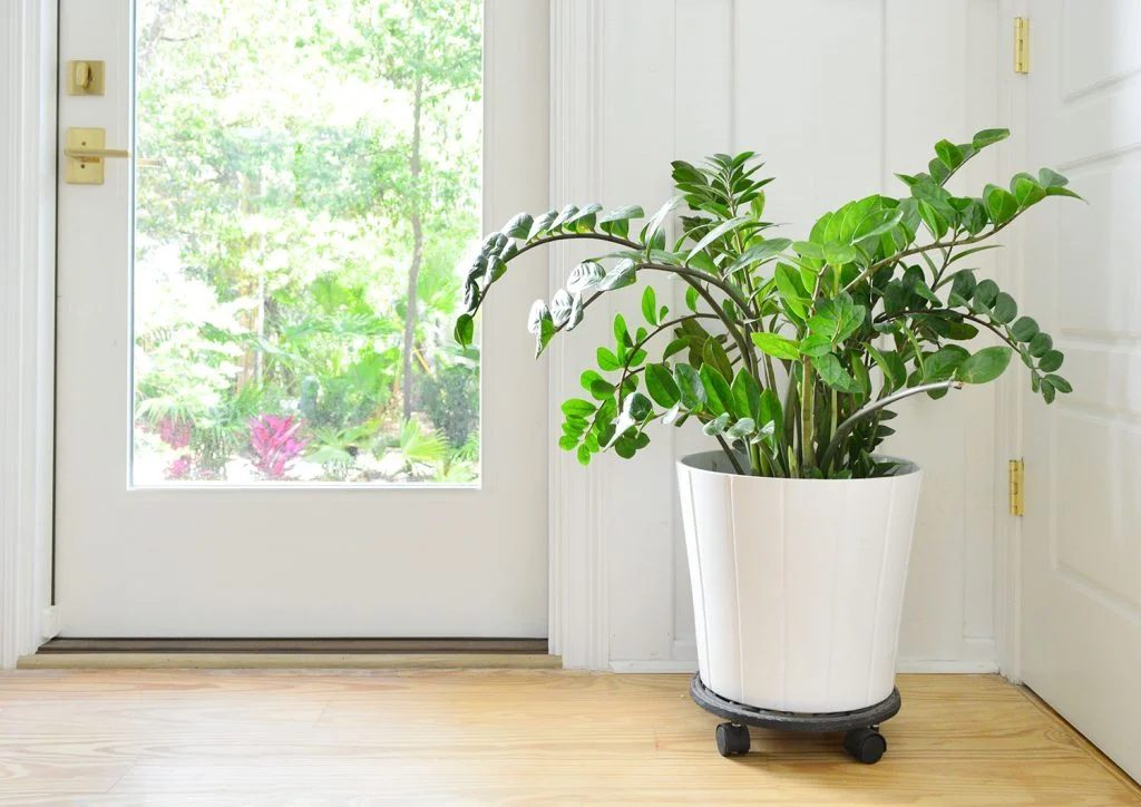 ZZ Plant In White Pot Next to Front Door