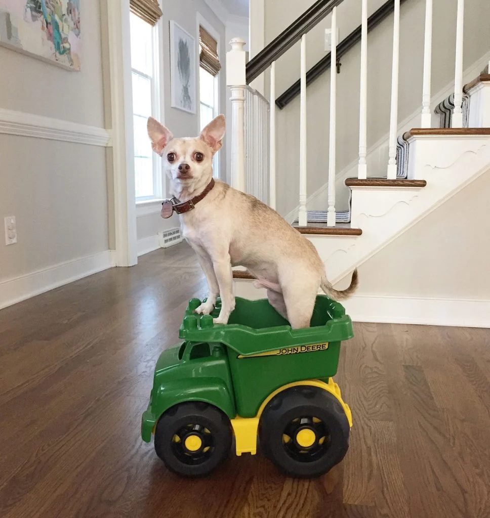 Boy Dog Chihuahua Standing In Toy Truck