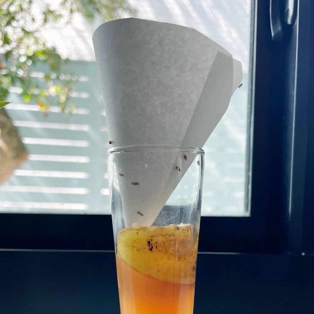 Hands-on Fruit Fly Trap With Paper Funnel