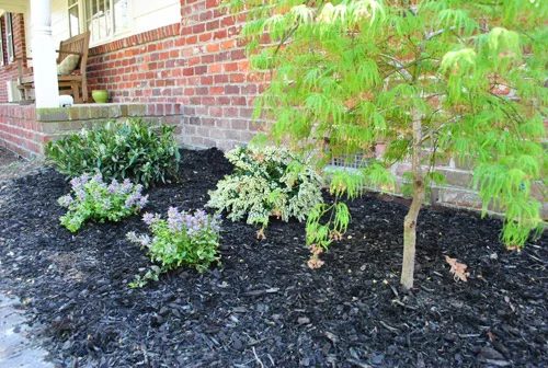 Planting A Dwarf Pieris Japonica Variagated Tree: a house log