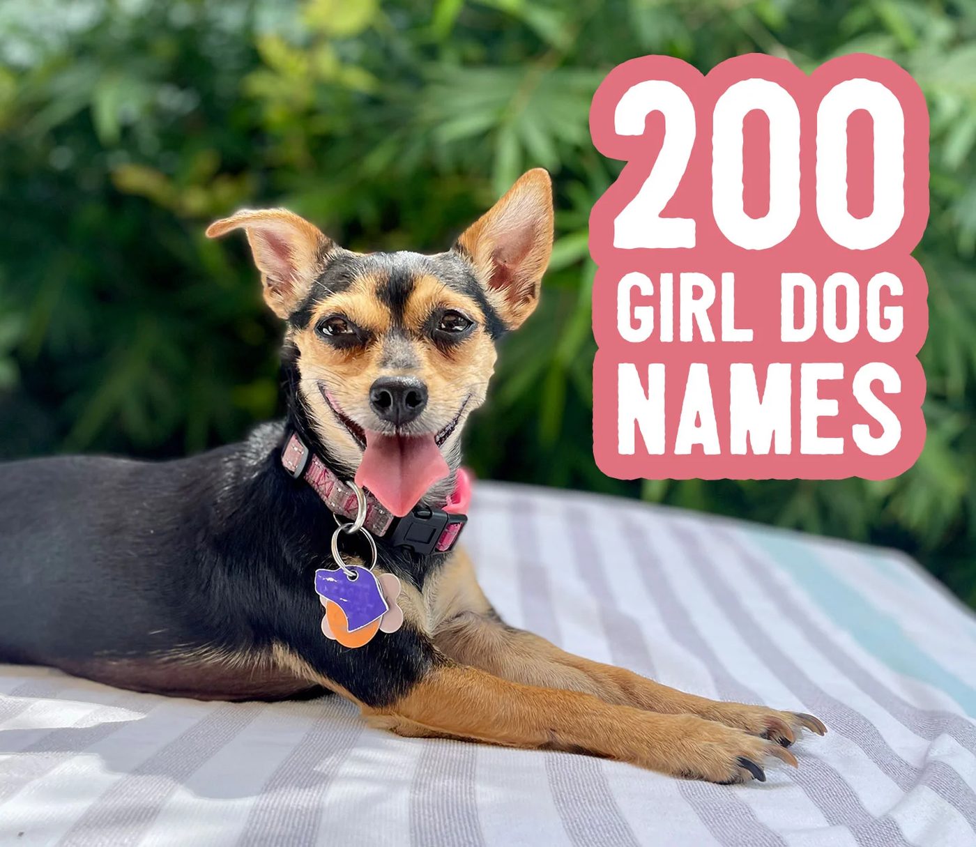200 Girl Dog Name Ideas Title Card With Smiling Chihuahua