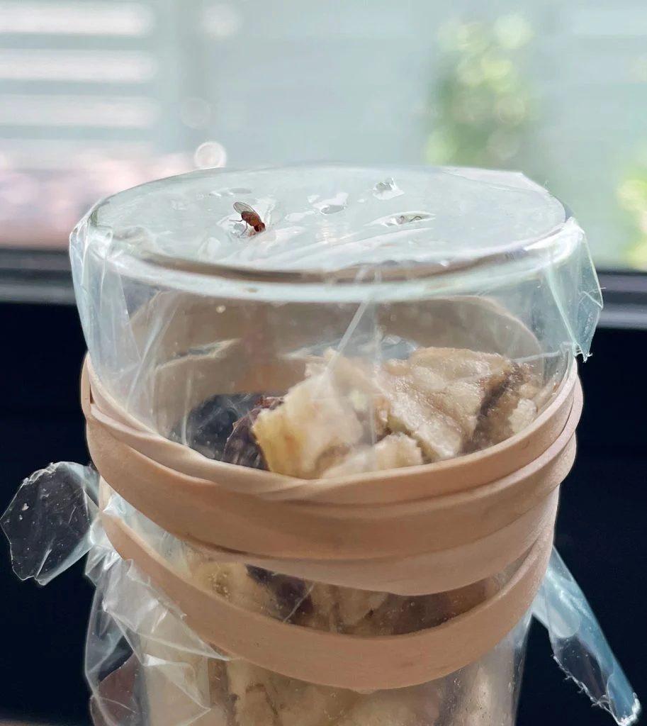 Fruit Fly Entering Plastic Wrap On Hands-on Trap