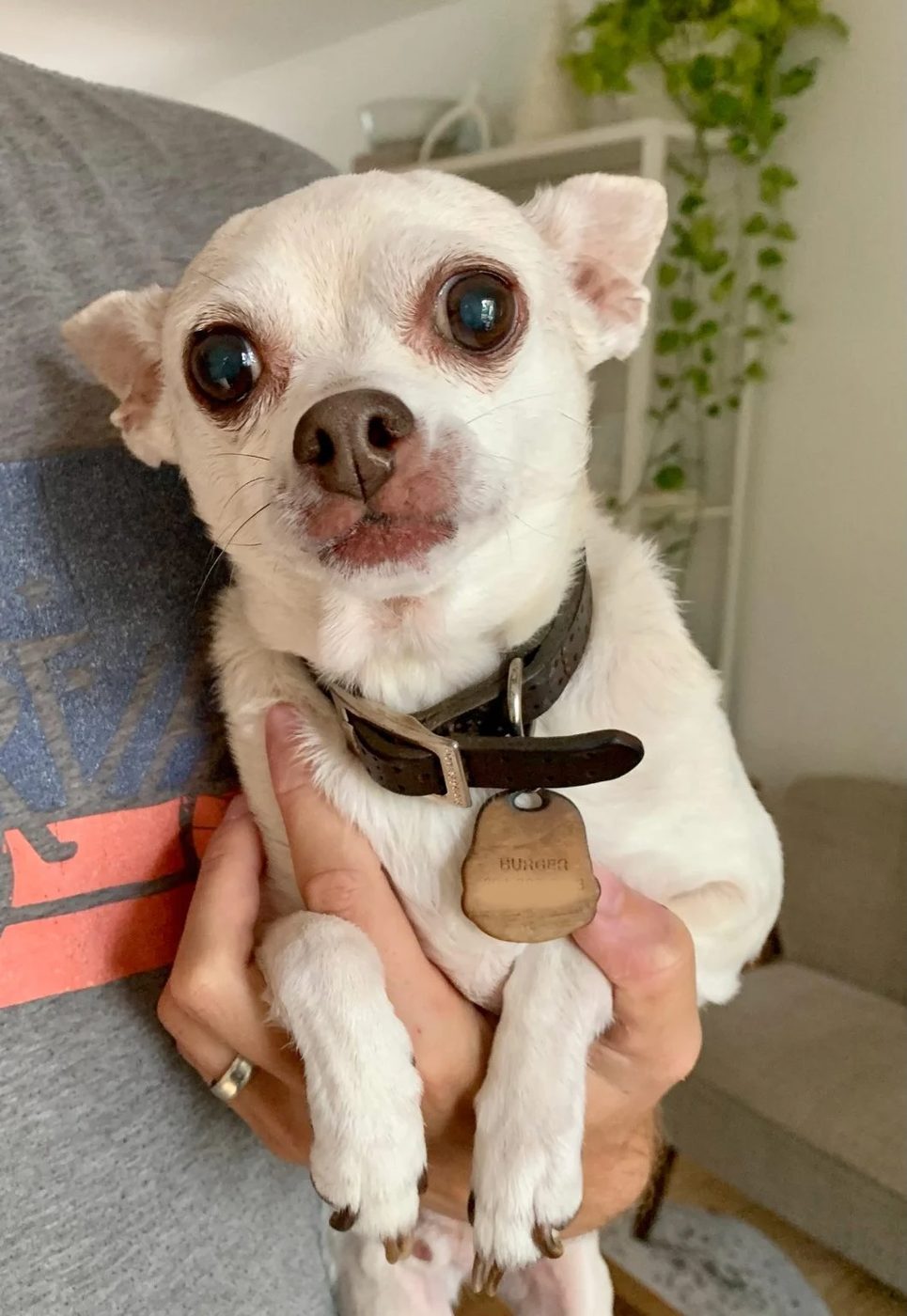 John holding Burger with submissive face and compact paws