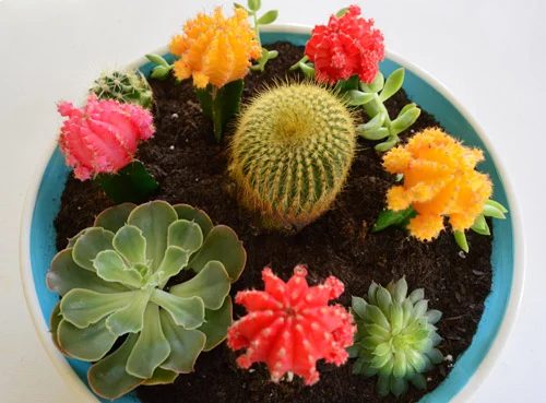 Use Ceramic Paint, step by step