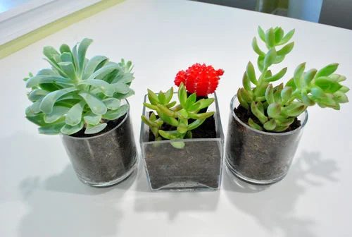 Plant Succulents, step by step