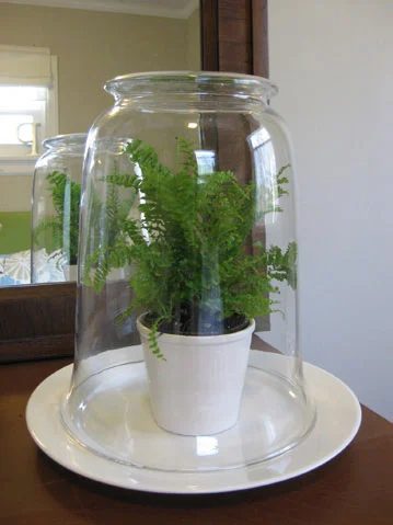 straightforward-fern-terrarium