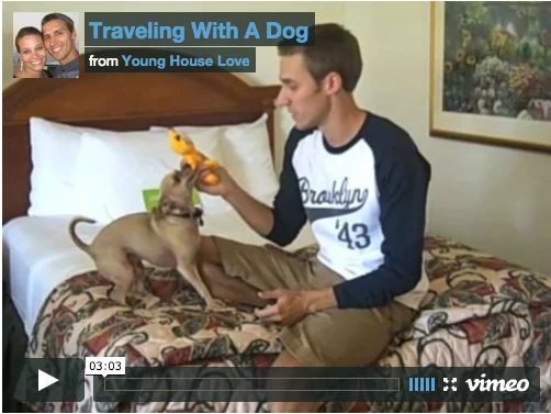 Pointers For Traveling With A Dog