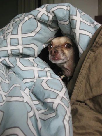 pooch-adoption1