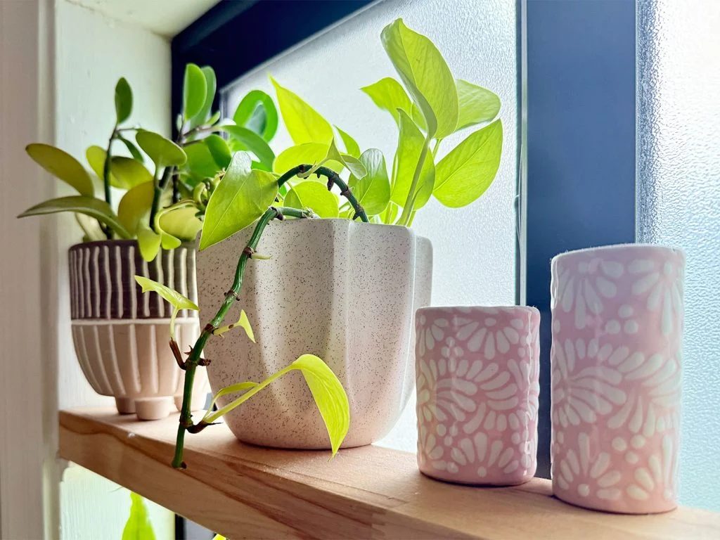 After Photo of Pothos Plant With New Growth From Keiki Paste