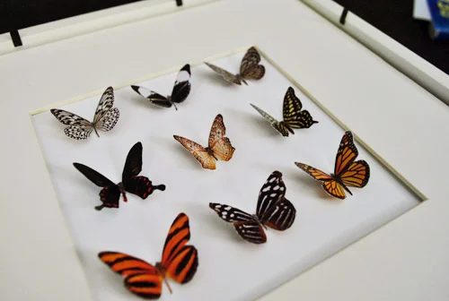 Make Faux Butterfly Art, step by step