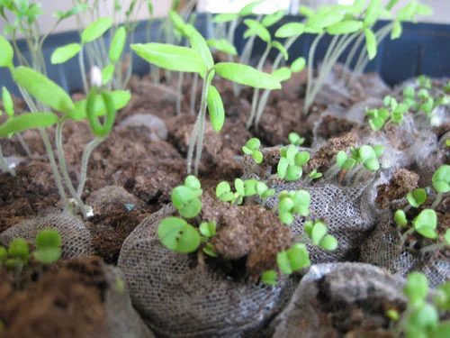 Grow Herbs & Vegetables From Seeds, step by step