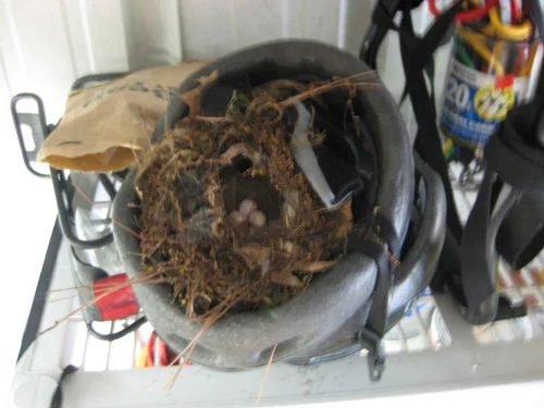 Eggciting News: a house log