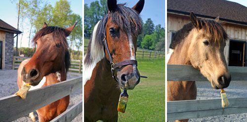 Fab Freebie: Young Horse Enjoy