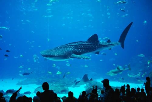 Exploring The Georgia Aquarium: a house log