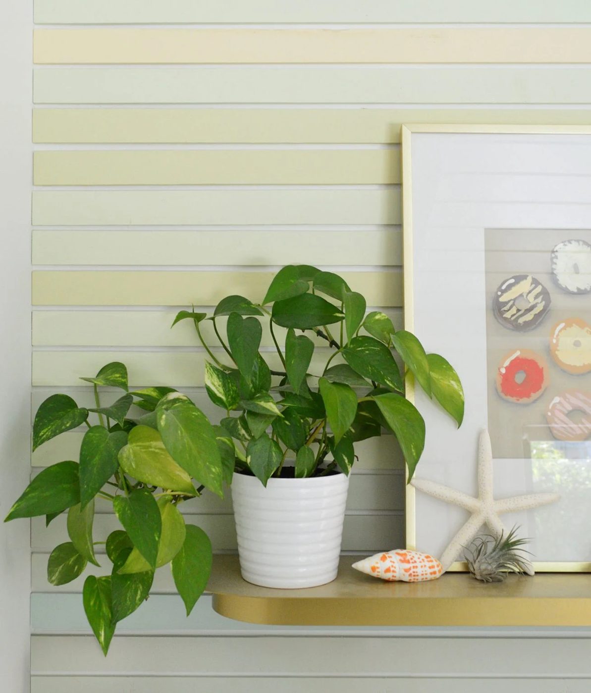 Gold Pothos On Colorful Striped Wall