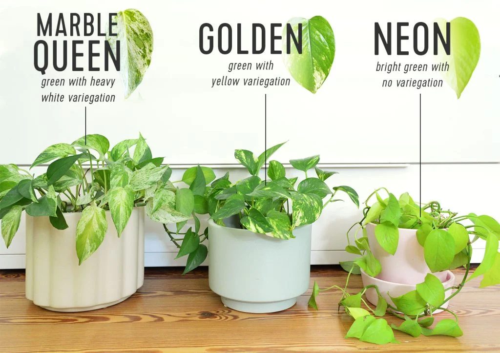 Side By Side Comparison Of Distinct Pothos Varieties Marble Queen Golden Neon Pothos