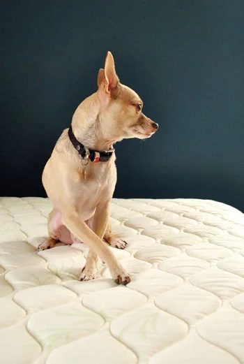 A record of First Time Shopping For A Mattress: What We Learned
