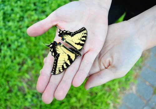Keeping A Dried Dead Butterfly: a house log