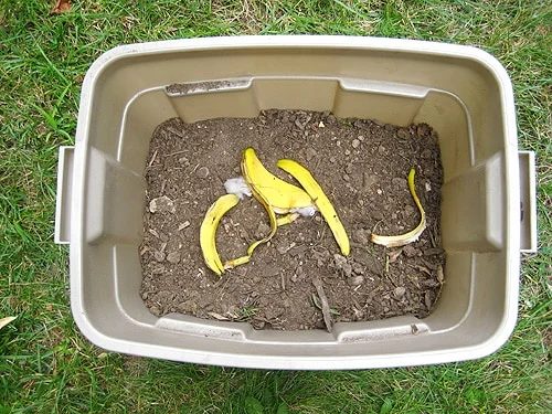 banana peel in hands-on compost bin