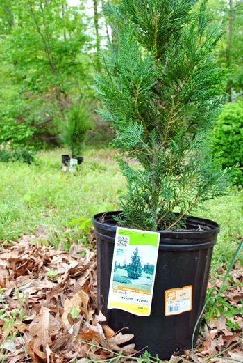 Planting Leyland Cypress Trees For Brought in Privacy