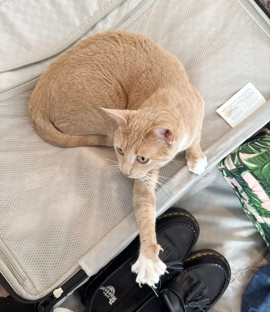 Orange Boy Cat Stretching On Suitcase