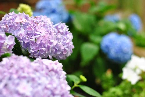 Planting Boxwoods, Petunias, & Hydrangeas