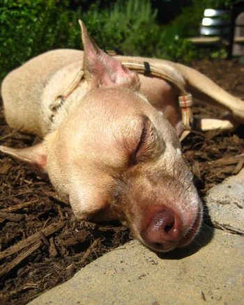 Live Well, Laugh Frequently, Enjoy Mulch