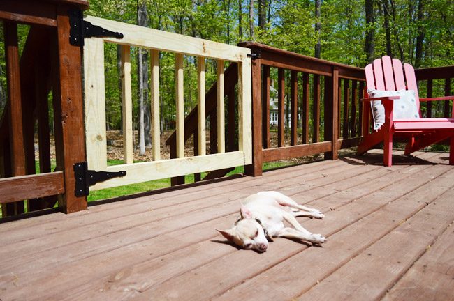 Chihuahua Dog Laying In Sun On Deck Next To Completed Hands-on Deck Gate