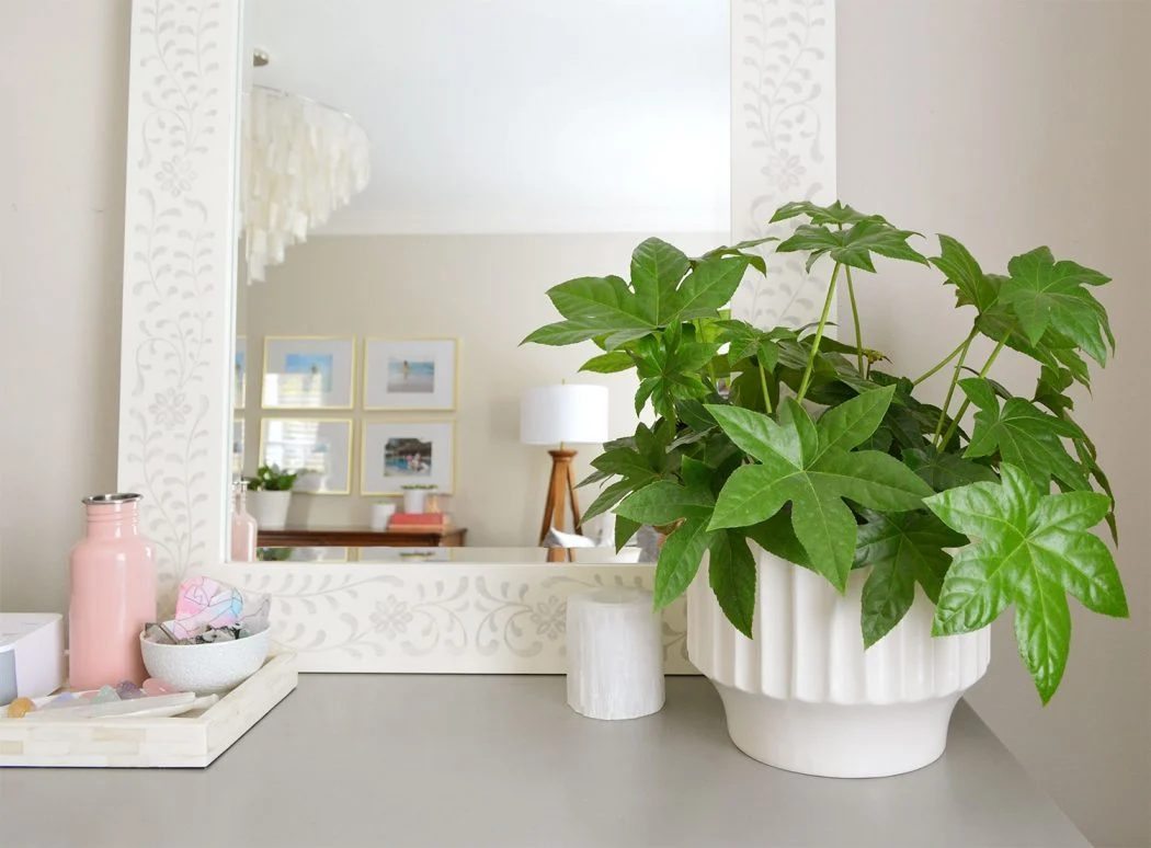 #149: The Episode That Made Me A Plant Lady: a house log