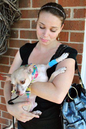 A record of Chihuahua’s First Teeth Cleaning