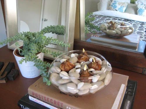 Hands-on Christmas Gift: Paperwhites & River Rocks