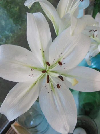 A Hands-on Bouquet With Lillies