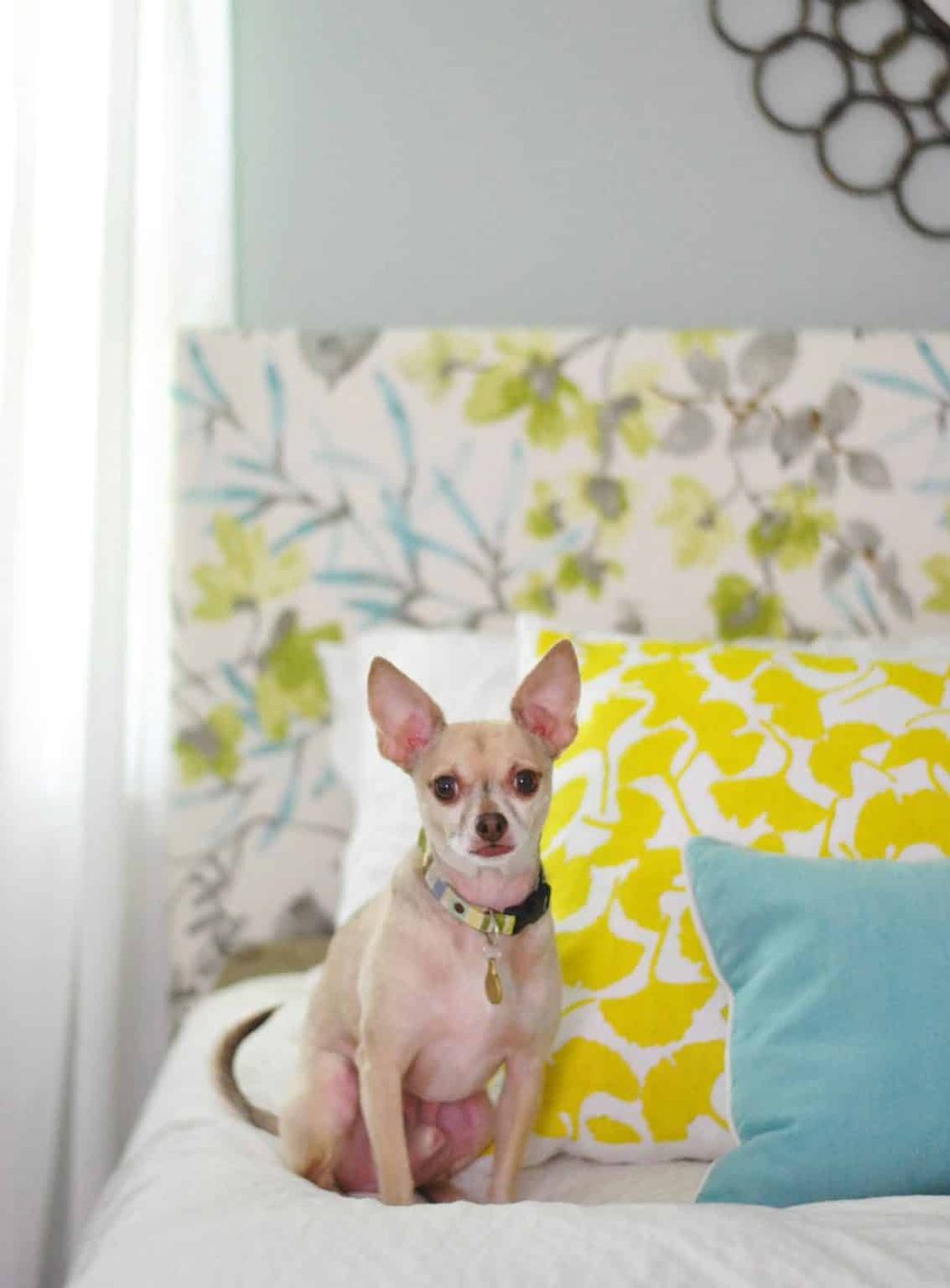 Tan chihuahua sitting on bed in front of floral upholstered Hands-on headboard