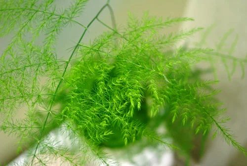 Trying To Keep An Asparagus Fern Alive: a house log