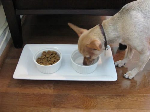 Make A Hands-on Food & Water Station For The Dog, step by step