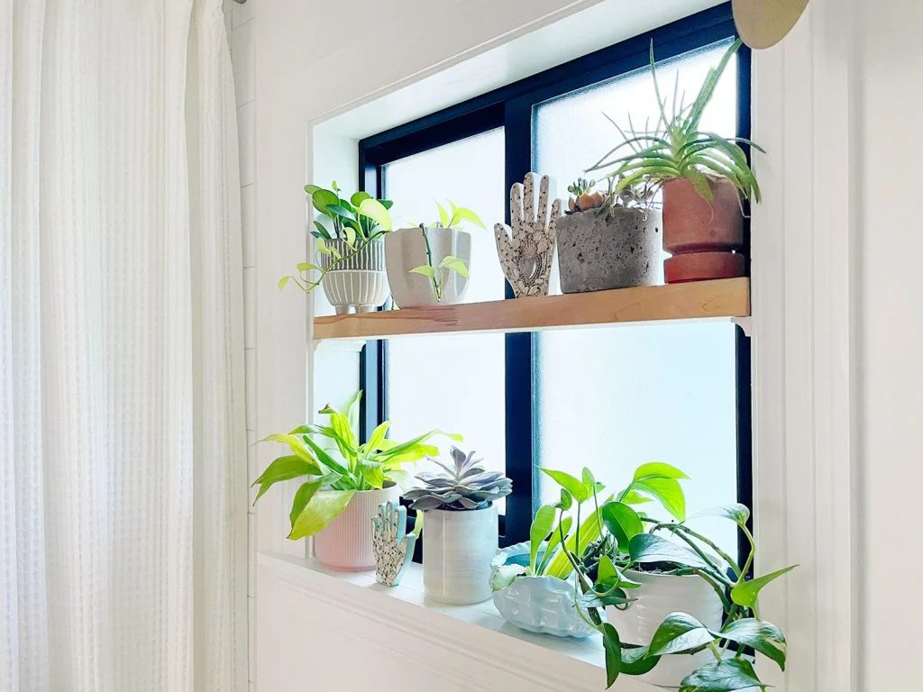 Hands-on window shelf with plants in pots in bathroom