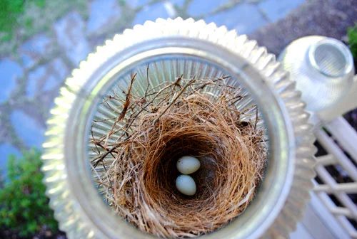 Little Eggs Inside Of A Bird’s Nest On The Porch