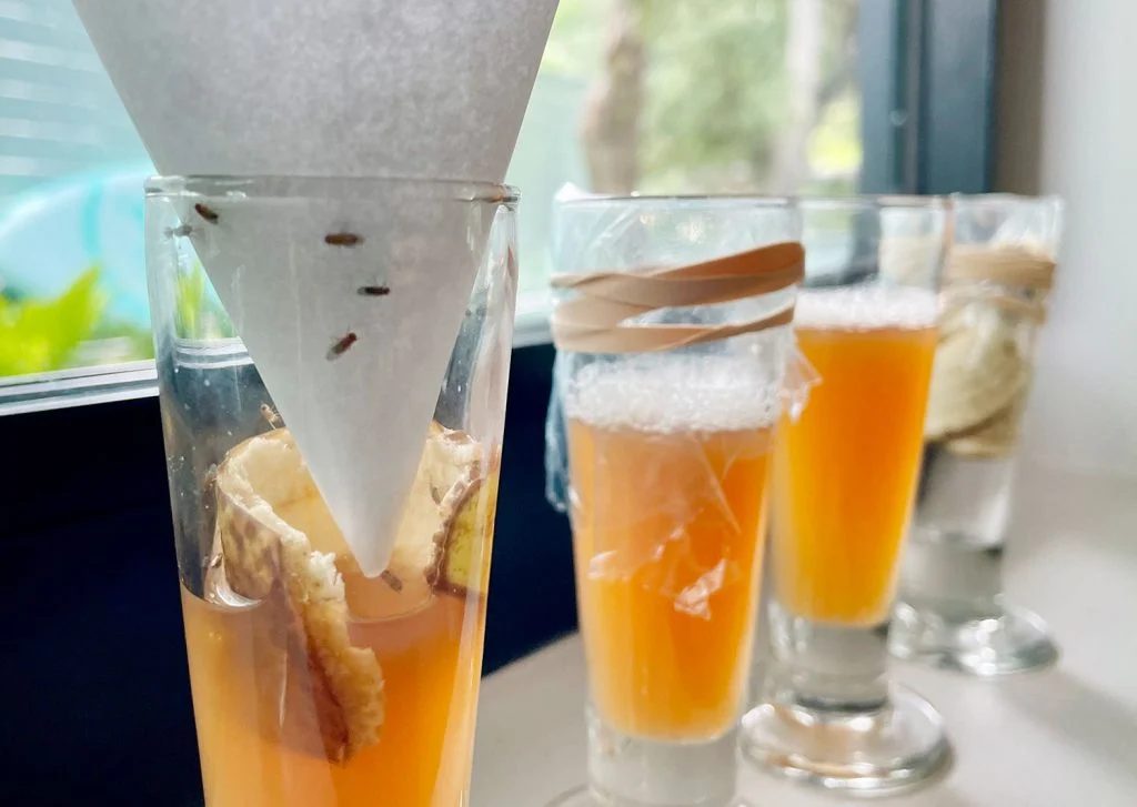 Fruit Flies Trapped In Hands-on Funnel Trap Method