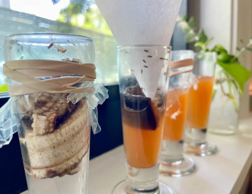 4 Hands-on Fruit Fly Traps Close Up