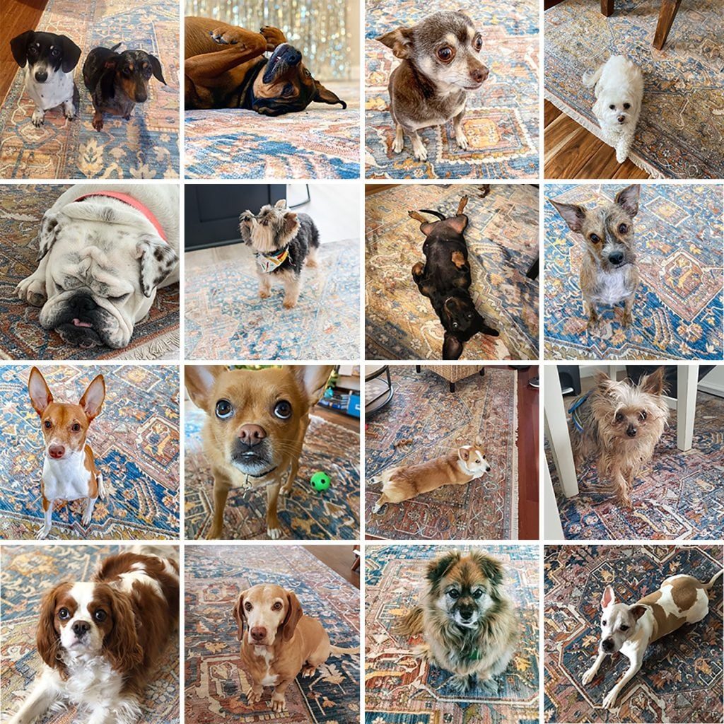 Collage of Various Dogs Sitting On Magic Traditional Rug | NuLoom Vintage Harriet Medallion Fringe Area Rug