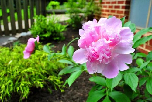 A record of Edible Garden A Year Later